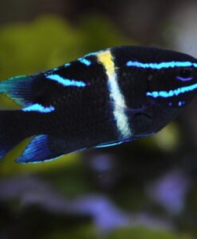 Blue Velvet Damsel