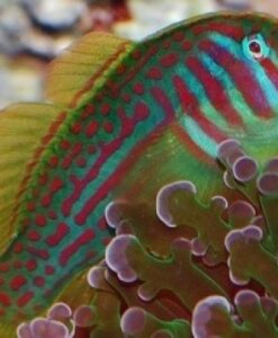 Red & Green Clown Goby