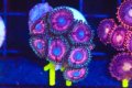 Cotton Candy Zoa