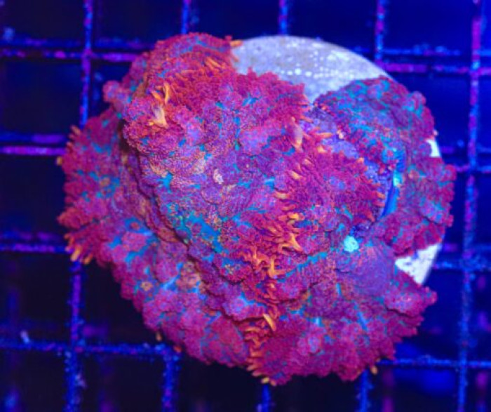 Fire Rim Rhodactis Mushroom