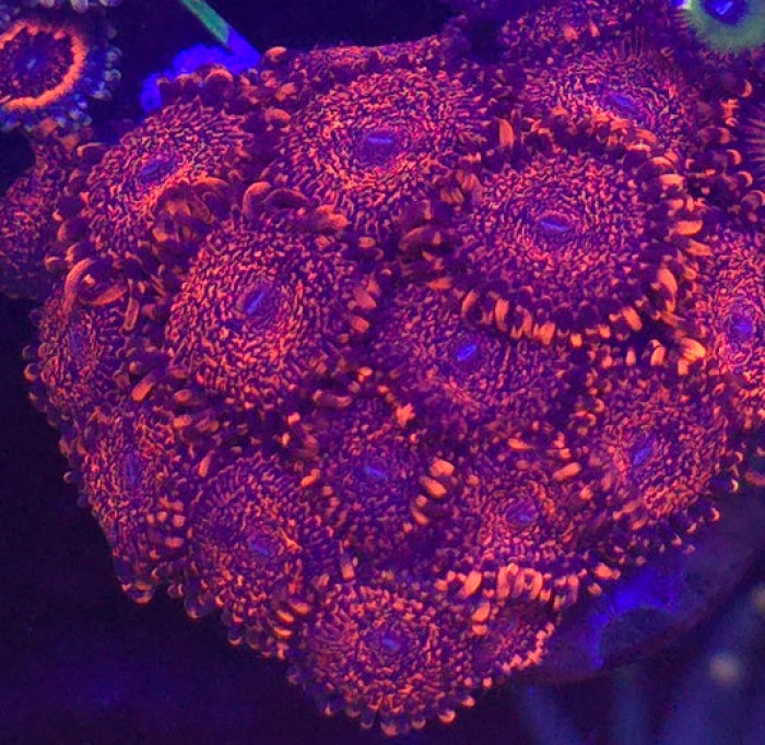 Nightmare 2.0 Zoanthid-per polyp
