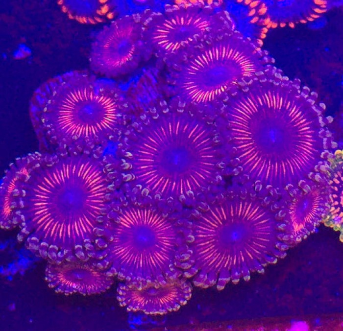 Devils Armor Zoanthid-per polyp