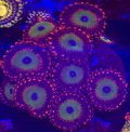 Bowser Zoanthids