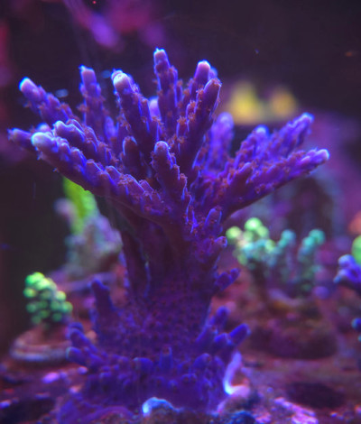 Acropora Nana