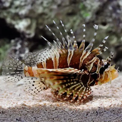 Dwarf Zebra Lionfish S