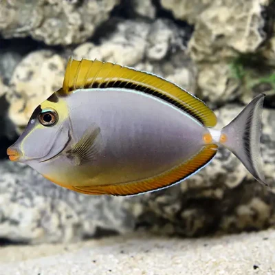 Blonde Naso Tang S