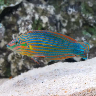 Melanurus Wrasse M