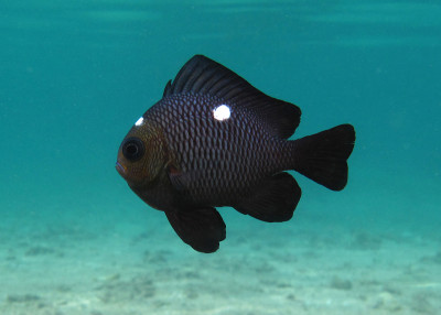 Domino Damselfish