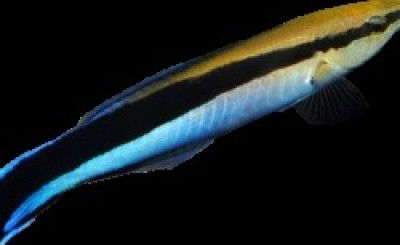 Cleaner Wrasse M