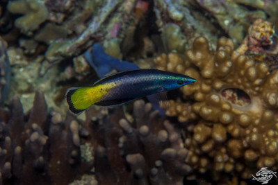 Bi-Color Cleaner Wrasse