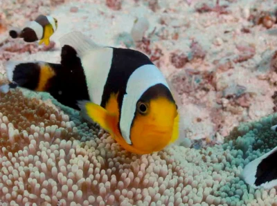 Saddleback Clownfish *Showsizes*