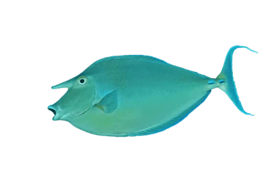 Bluelips Unicorn Tang M