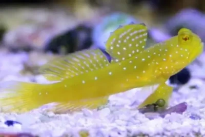 Yellow Watchman Goby M