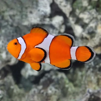 Ocellaris Clownfish (L)