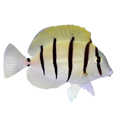 Convict Tang S