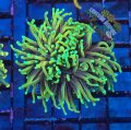Torch Coral