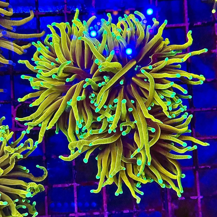 Ultra Gold Hellfire Torch