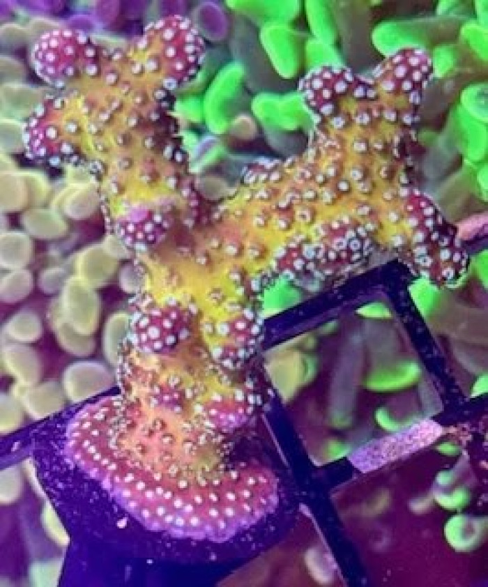 ORA Rainbow Stylophora