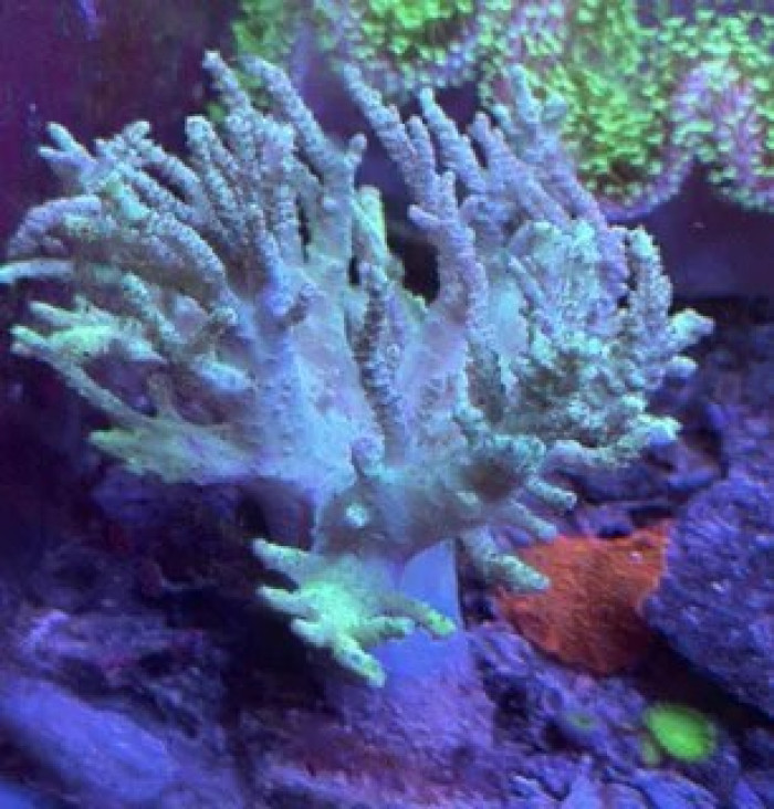 Neon Green Sinularia