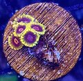 Bowtie Blasters Zoanthid