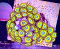 Pikachu Zoanthid