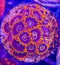 Rainbow Hornets Zoanthid