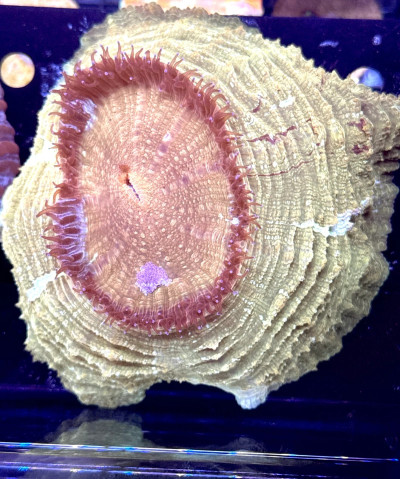 Pot Of Gold Acanthophyllia (Meat Coral)
