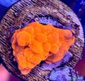Orange Montipora Setosa