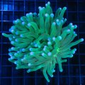 Long Tentacle Plate Coral