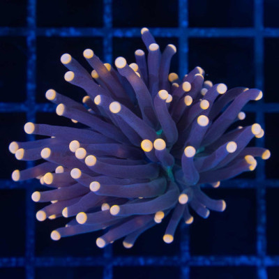 Orange Tip Torch Coral