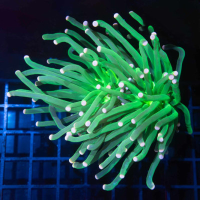 XL 2 Heads Peach Tip Green Indo Torch Coral