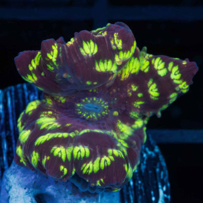 Northern Lights Mushroom Coral