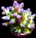 Ice Cap Acropora