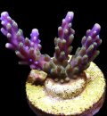 Purple Acropora