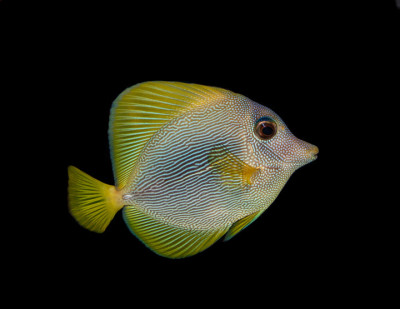 Purple x Yellow Tang Hybrid
