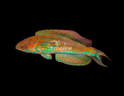 Madagascar Flasher Wrasse