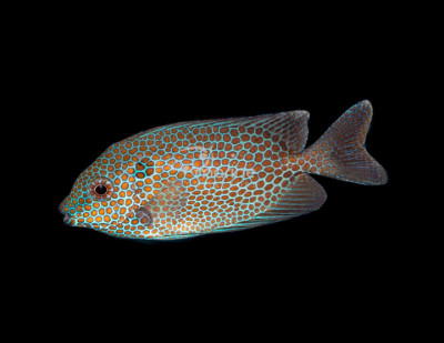 Gold Spotted Rabbitfish