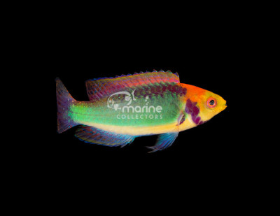 Red Head Solon Fairy Wrasse
