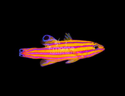 Candy Basslet