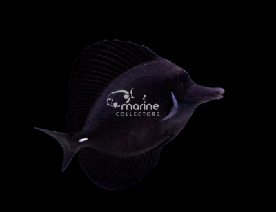 Black Tang