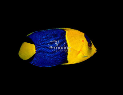 Bicolor Angelfish