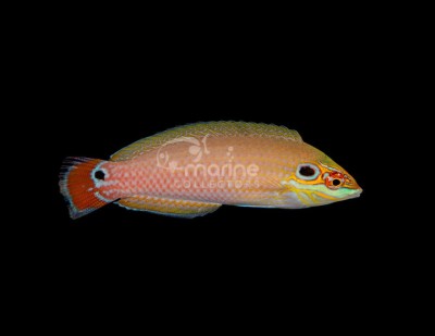 Earmuff Wrasse