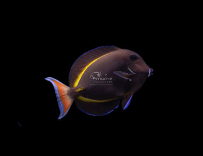 Achilles Tang Hybrid