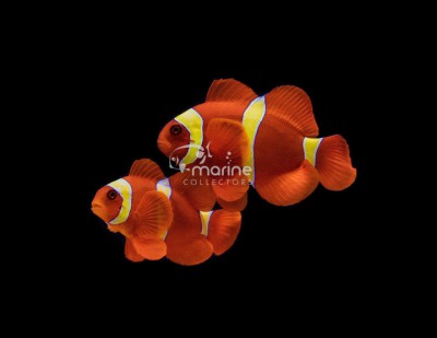 Gold Stripe Maroon Clownfish (WILD)