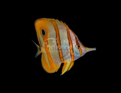 Copperband Butterflyfish (Guaranteed to eat PE Mysis!)