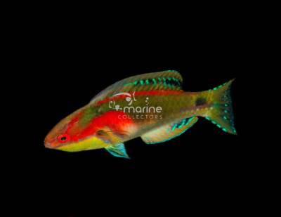 Exquisite Fairy Wrasse