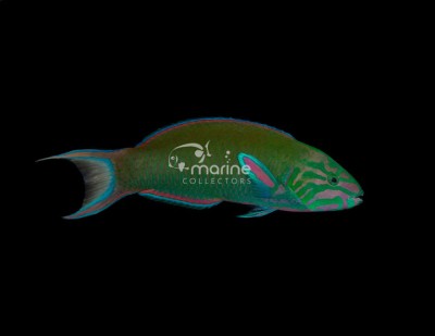 Lunare Wrasse