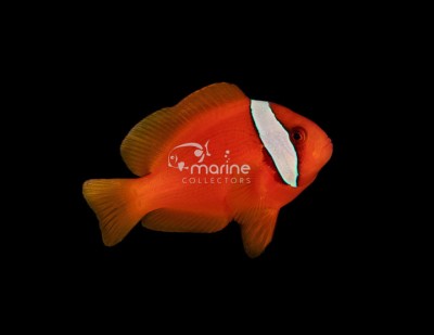 Tomato Clownfish (WILD)