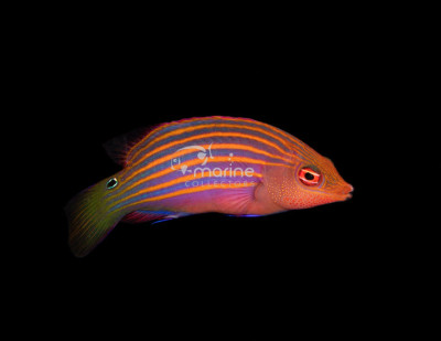 Six Line Wrasse
