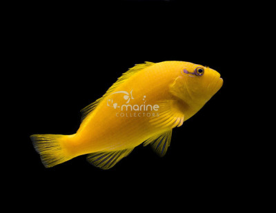 Tahitian Golden Hawkfish